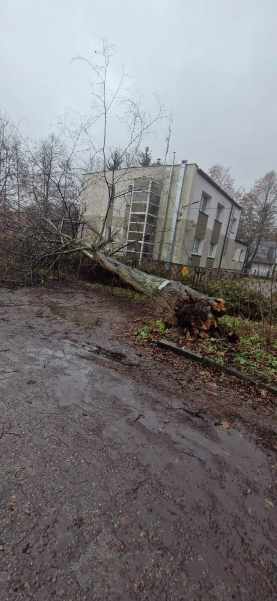 Powalone drzewo w Sobiekursku djmedia:15